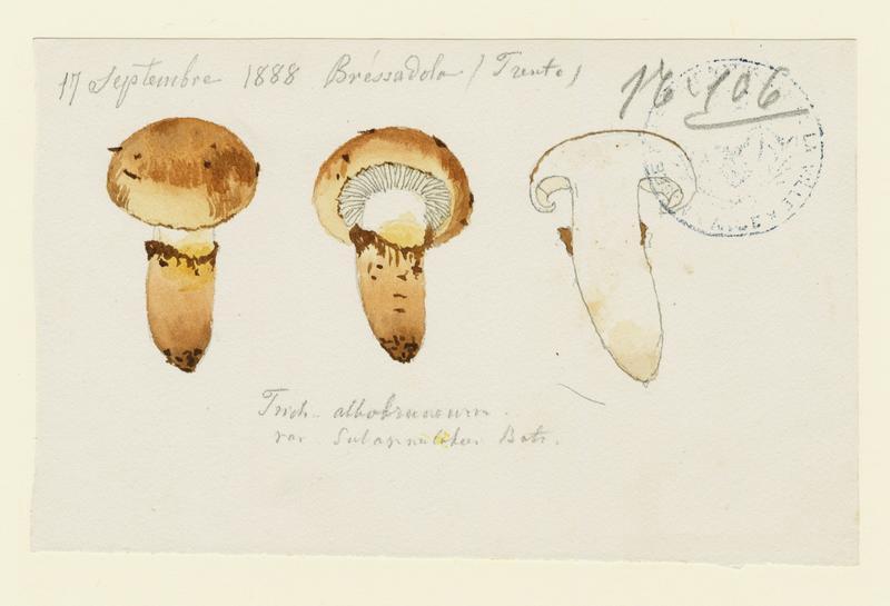 Tricholome ; champignon, Jean-Baptiste Barla, 1888