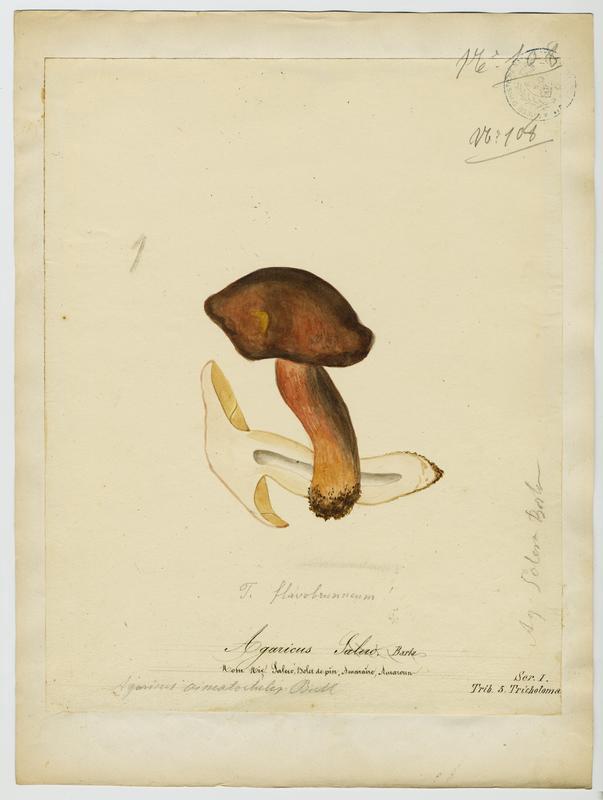 Agaric ; Salero ; Saler ; champignon, Jean-Baptiste Barla, 19e siècle
