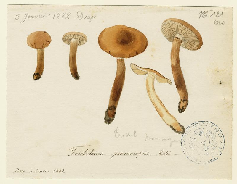 Tricholome sable ; champignon_0