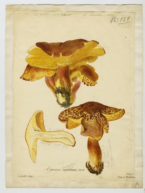 Tricholome rutilant ; Pleurote rutilant ; Bolet d'Arsilac ; champignon, Vincent Fossat, 1859