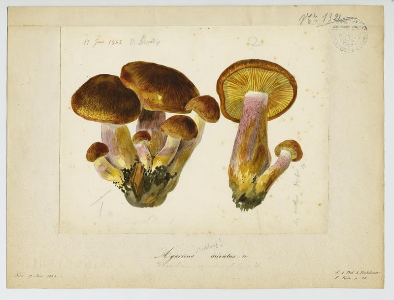 Agaric ; champignon, Vincent Fossat, 1862
