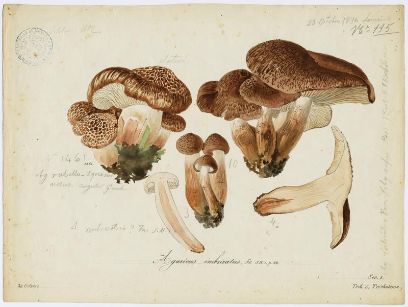 Tricholome imbriqué ; champignon, Jean-Baptiste Barla, 1862