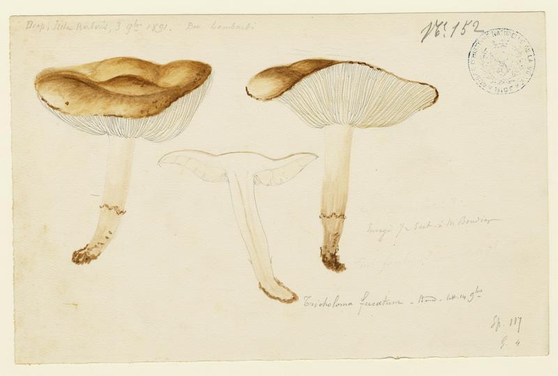 Tricholome de Joachim (?) ; champignon, Charles Lombardi, 1891