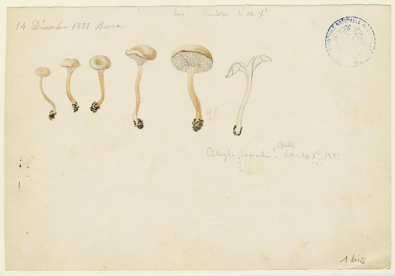 Clitocybe anisé pâle ; champignon, Jean-Baptiste Barla, 1881