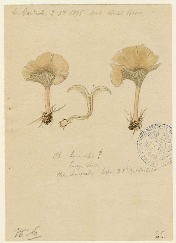 Clitocybe hivernal ; champignon — P. Basso