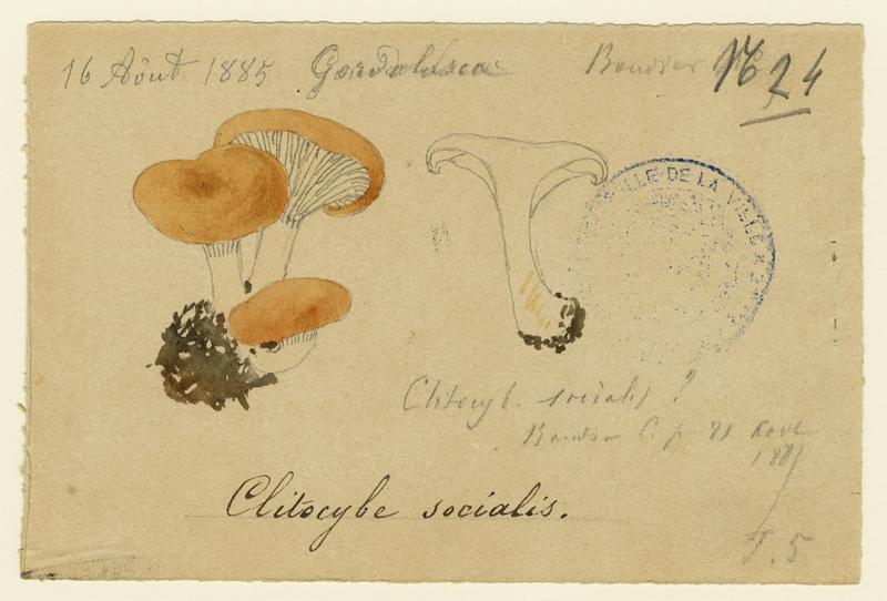 Clitocybe ; champignon, Jean-Baptiste Barla, 1885