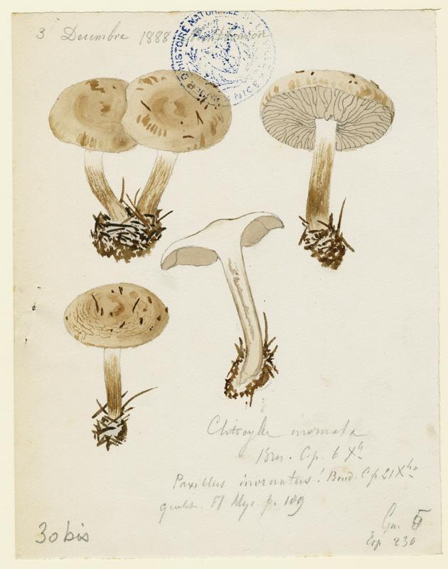 Clitocybe à odeur de poisson ; champignon, Jean-Baptiste Barla, 1888