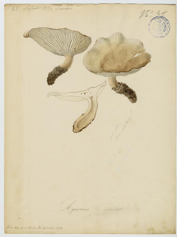 Clitocybe nébuleux ; champignon_0