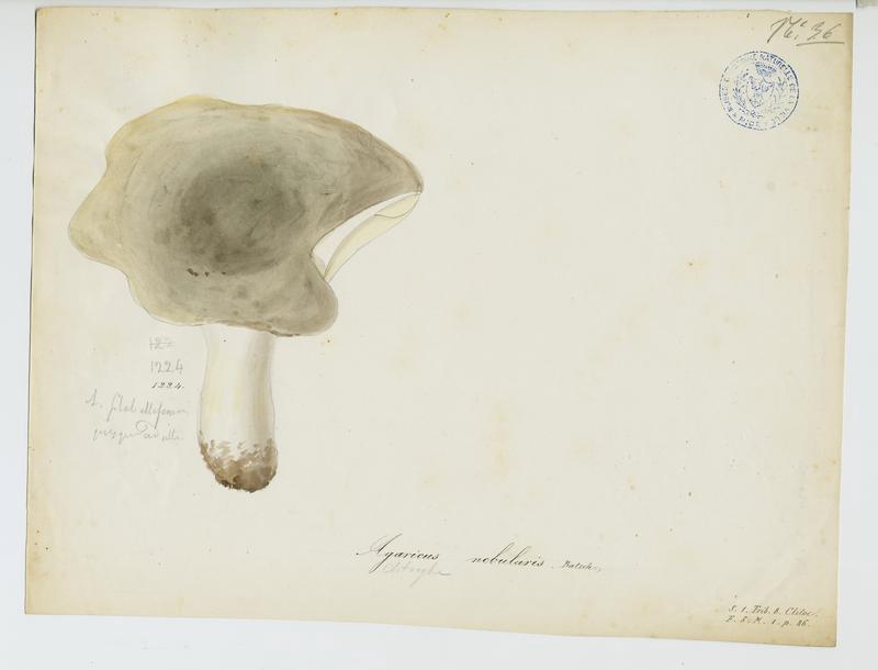 Clitocybe nébuleux ; Lera caniglia ; champignon, Jean-Baptiste Barla, 19e siècle