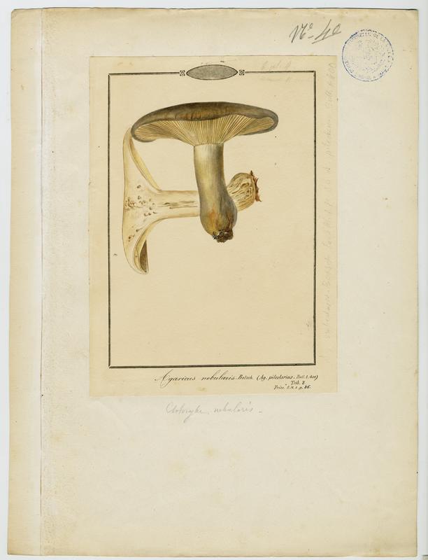 Clitocybe nébuleux ; Lera caniglia ; champignon, Jean-Baptiste Barla, 19e siècle