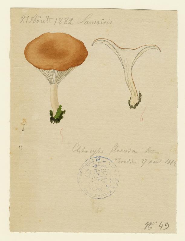 Clitocybe inversé (?) ; champignon, Jean-Baptiste Barla, 1882