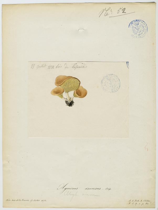 Clitocybe inversé ; champignon, Jean-Baptiste Barla, 1872