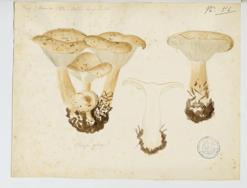 Clitocybe géotrope ; Tête de moine ; champignon, Charles Lombardi, 1892