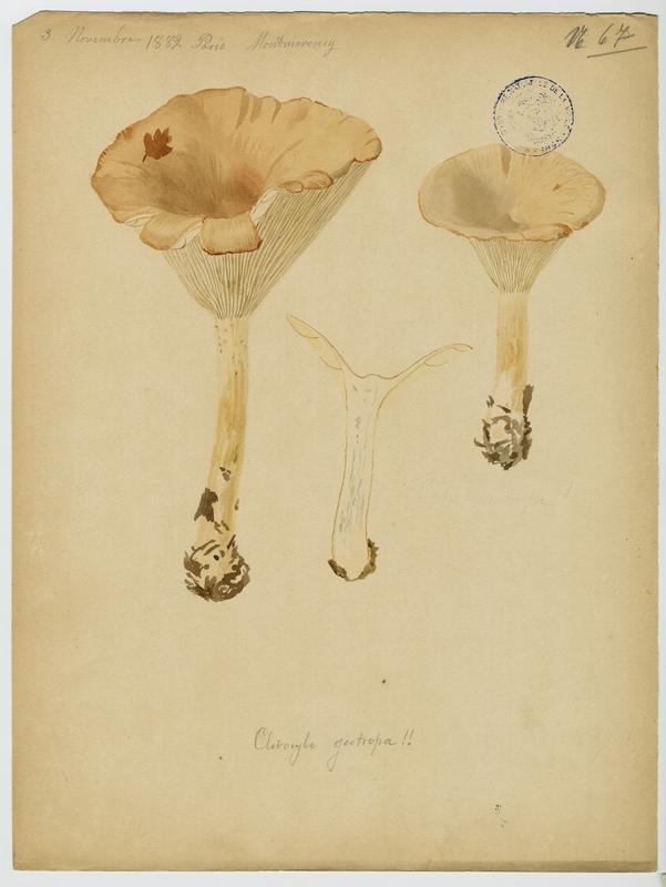 Clitocybe géotrope ;  Tête de moine ; champignon_0