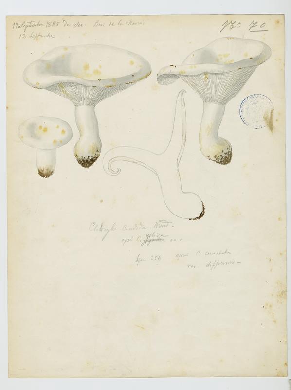 Clitocybe ; champignon, Jean-Baptiste Barla, 1888