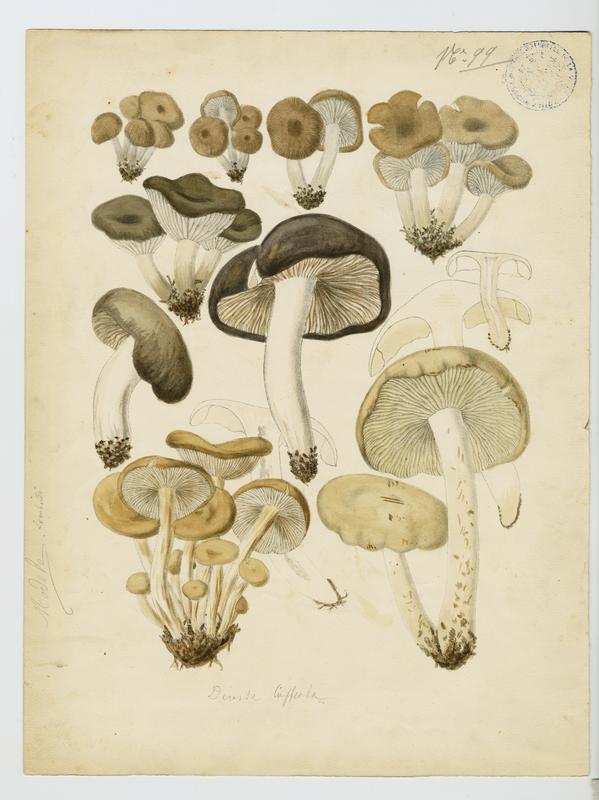 champignon, Charles Lombardi, 19e siècle