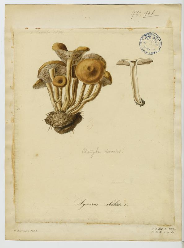 Omphaliaster ; champignon, Jean-Baptiste Barla, 1854