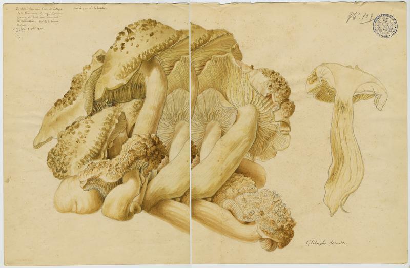 Tricholome en touffes ; Lyophylle agrégé ; champignon, L. Robuschi, 1895