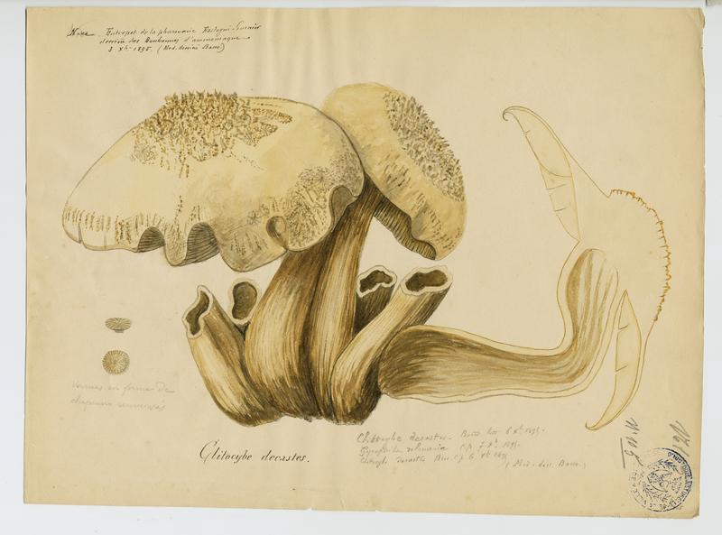 Tricholome en touffes ; Lyophylle agrégé ; champignon_0