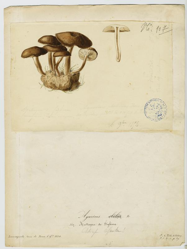 Omphale ; Mattagna de Fighiera ; champignon, Jean-Baptiste Barla, 1854