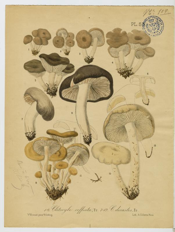 Tricholome en touffes ; Lyophylle agrégé ; champignon, Vincent Fossat, 19e siècle