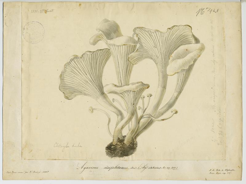 Clitocybe en entonnoir ; champignon, Vincent Fossat, 1856
