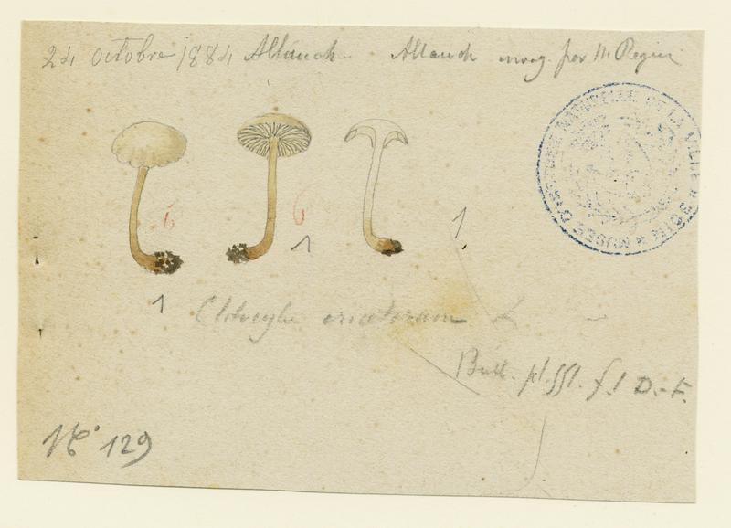 Omphale des bruyères ; champignon, Jean-Baptiste Barla, 1884