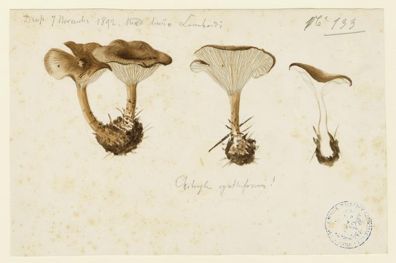 Clitocybe en coupe ; champignon, Charles Lombardi, 1892