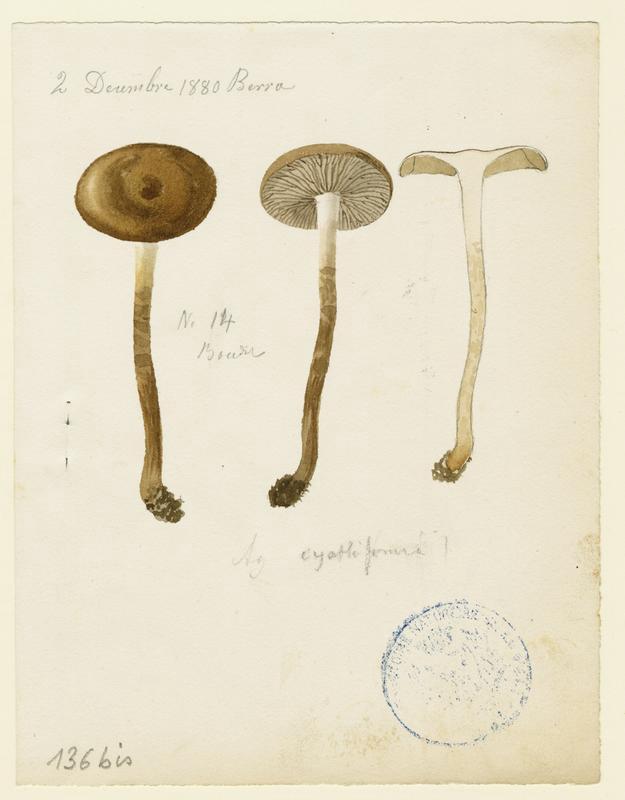 Clitocybe en coupe ; champignon, Jean-Baptiste Barla, 1880