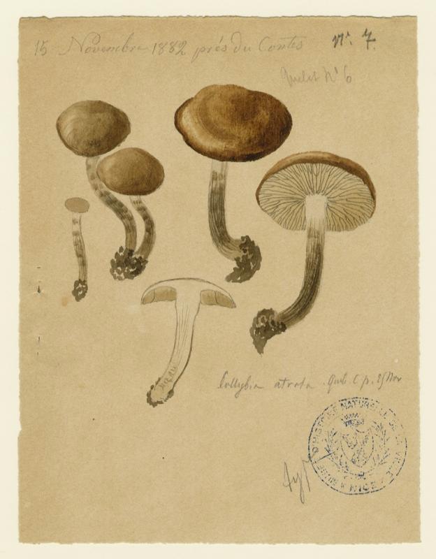 Collybie ; champignon, Jean-Baptiste Barla, 1882
