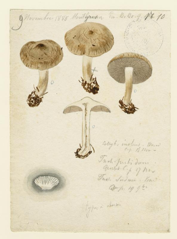 Collybie ; champignon, Jean-Baptiste Barla, 1885
