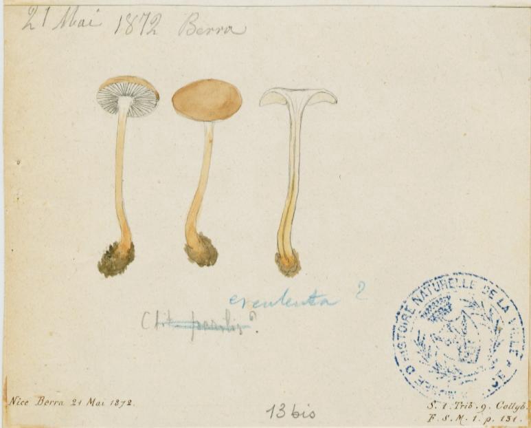 Collybie des cônes d'épicéa ; champignon_0