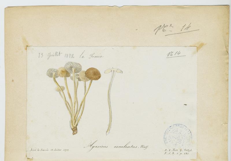 Collybie des cônes d'épicéa ; champignon, Jean-Baptiste Barla, 1872
