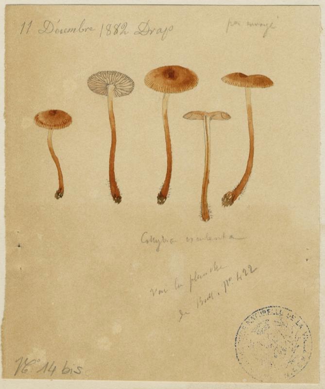 Collybie ; champignon_0
