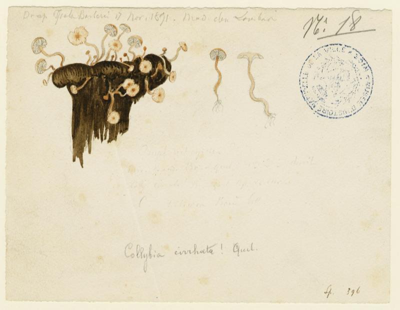 Collybie mycophage ; champignon, Charles Lombardi, 1891