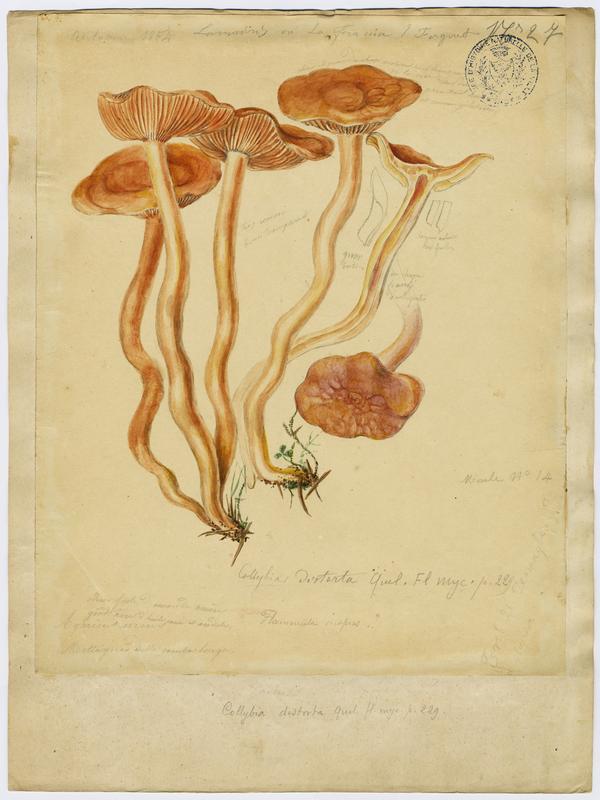 Collybie à pied tordu ; champignon, Jean-Baptiste Barla, 1854