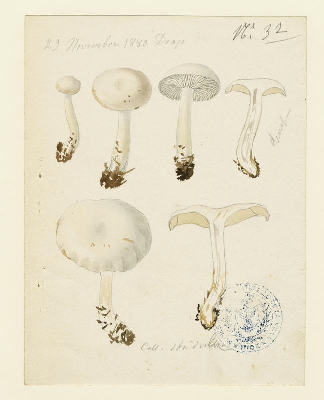 Collybie  ; champignon, Jean-Baptiste Barla, 1880