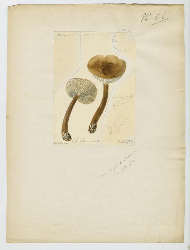 Collybie beurrée ; champignon, Jean-Baptiste Barla, 1862