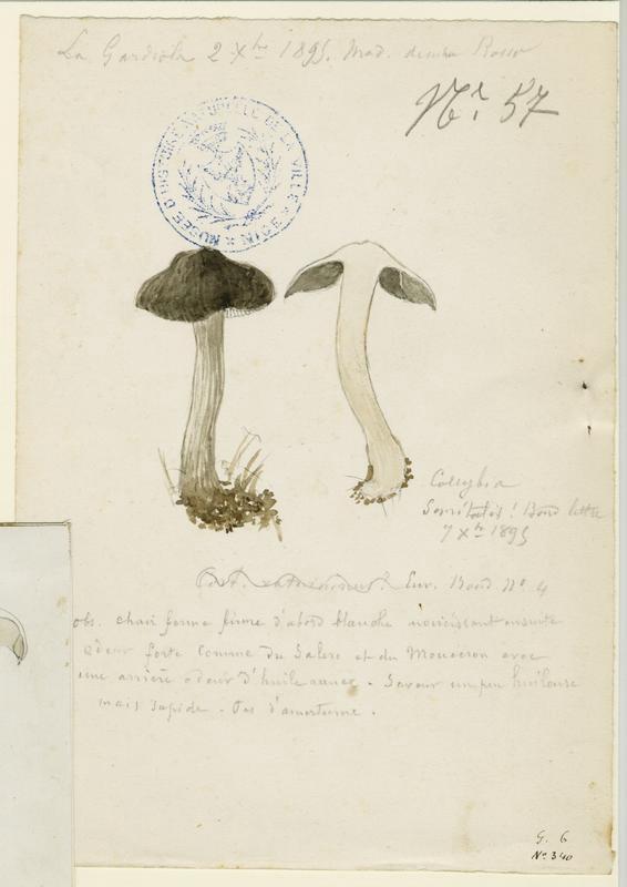 Tricholome salissant ; Tricholome des sentiers ; champignon, P. Basso, 1895