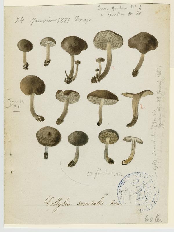 Tricholome salissant ; Tricholome des sentiers ; champignon, Jean-Baptiste Barla, 1881