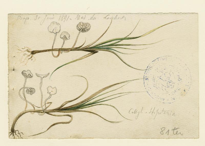 Collybie ; champignon, Charles Lombardi, 1891