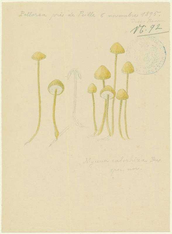 Mycène ; champignon, P. Basso, 1895