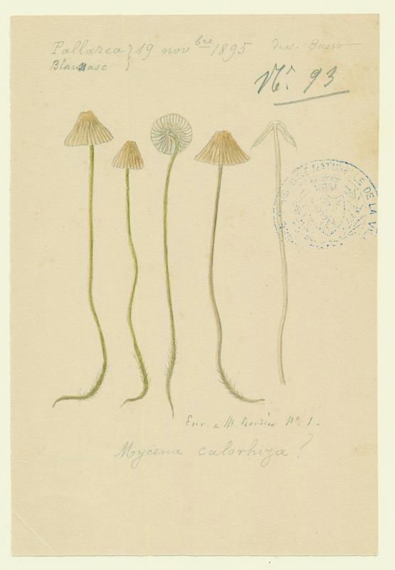 Mycène ; champignon, P. Basso, 1895