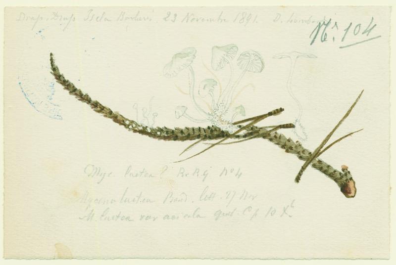 Mycène ; champignon, Charles Lombardi, 1891
