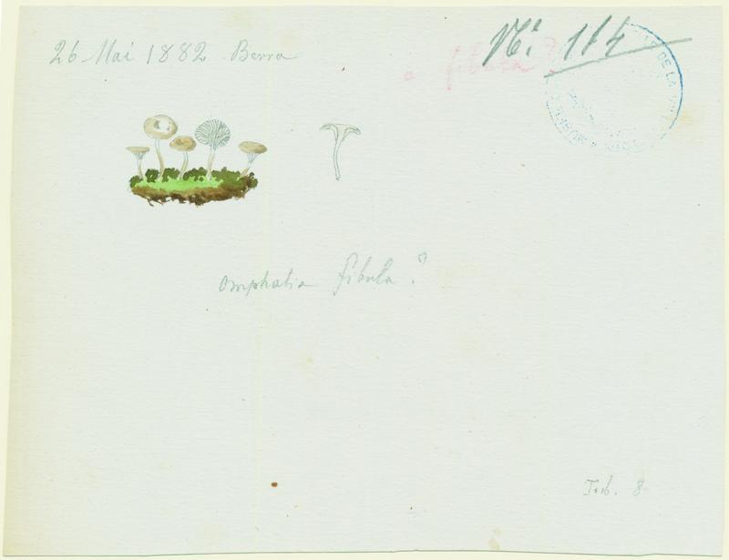 Omphale bibelot ; Omphale épingle ; champignon, Jean-Baptiste Barla, 1882