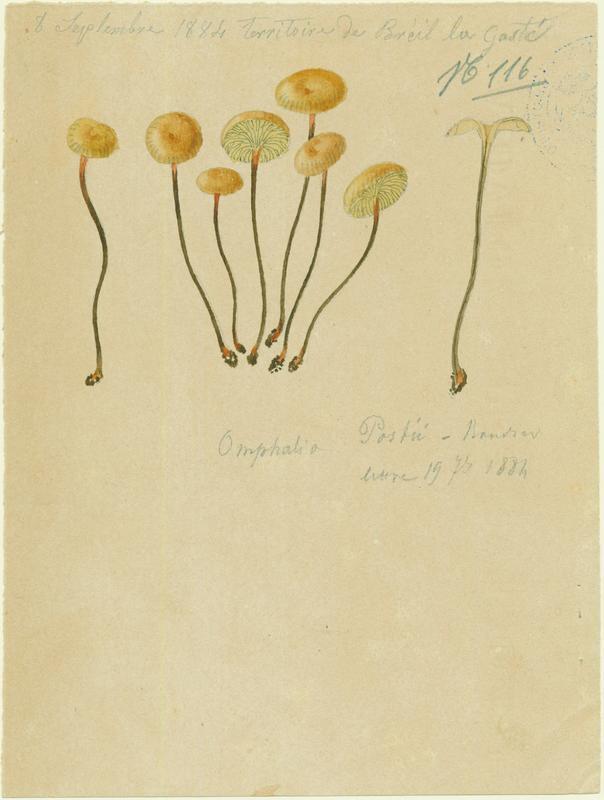 Omphale ; champignon, Jean-Baptiste Barla, 1884