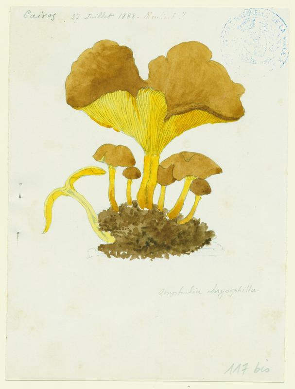 Omphale à lames dorées ; champignon, Jean-Baptiste Barla, 1888