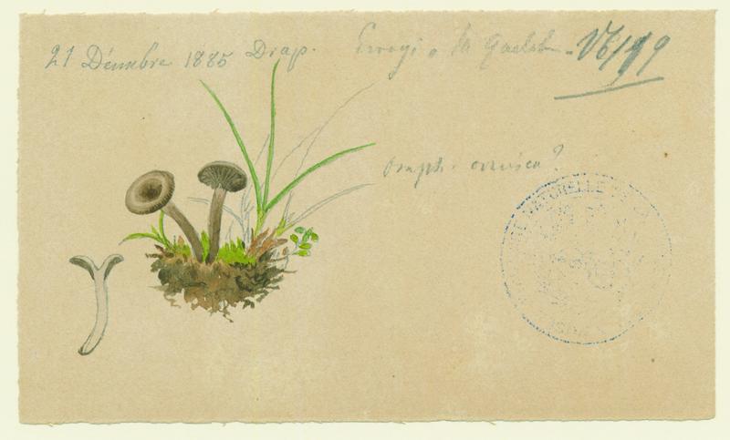 Omphale ; champignon, Jean-Baptiste Barla, 1885