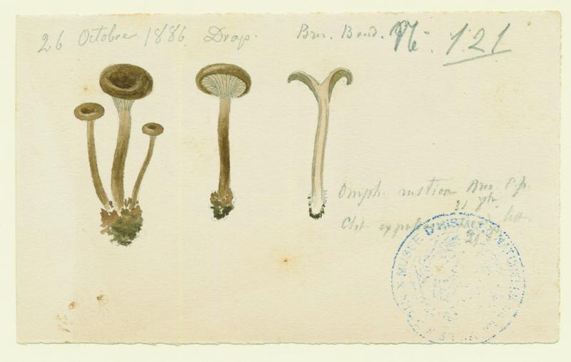 Omphale ; champignon, Jean-Baptiste Barla, 1886