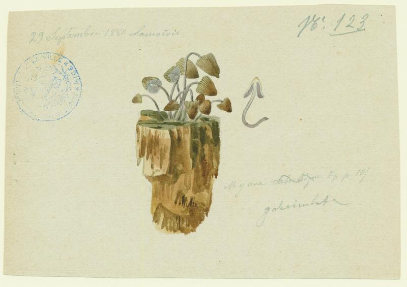 Mycène en casque ; champignon_0